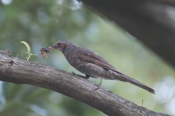 Brown-eared Bulbul 品川区  Sat, 7/23/2022