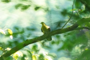 アオバト 八王子 2022年7月23日(土)