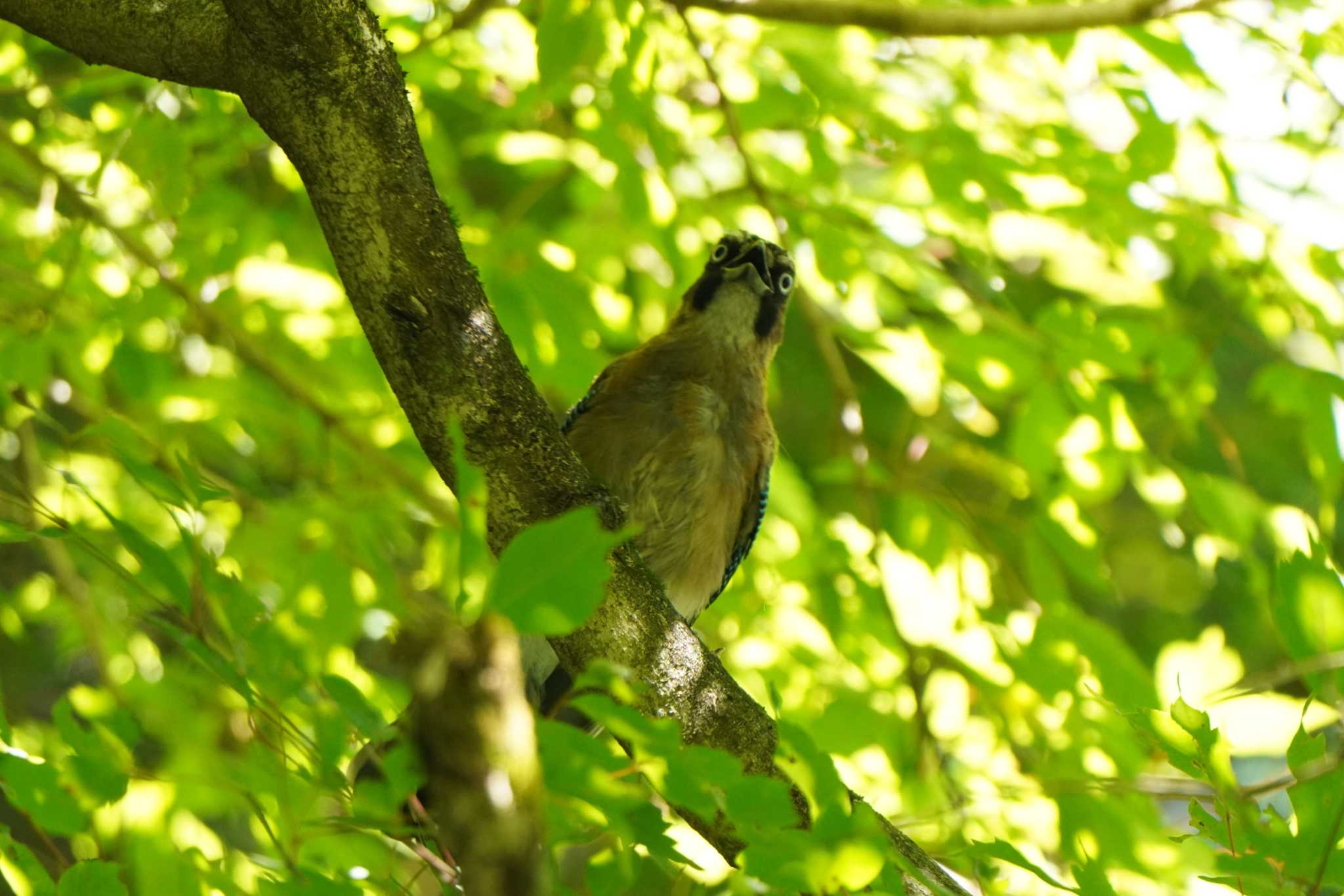 Photo of Eurasian Jay at 八王子 by ace