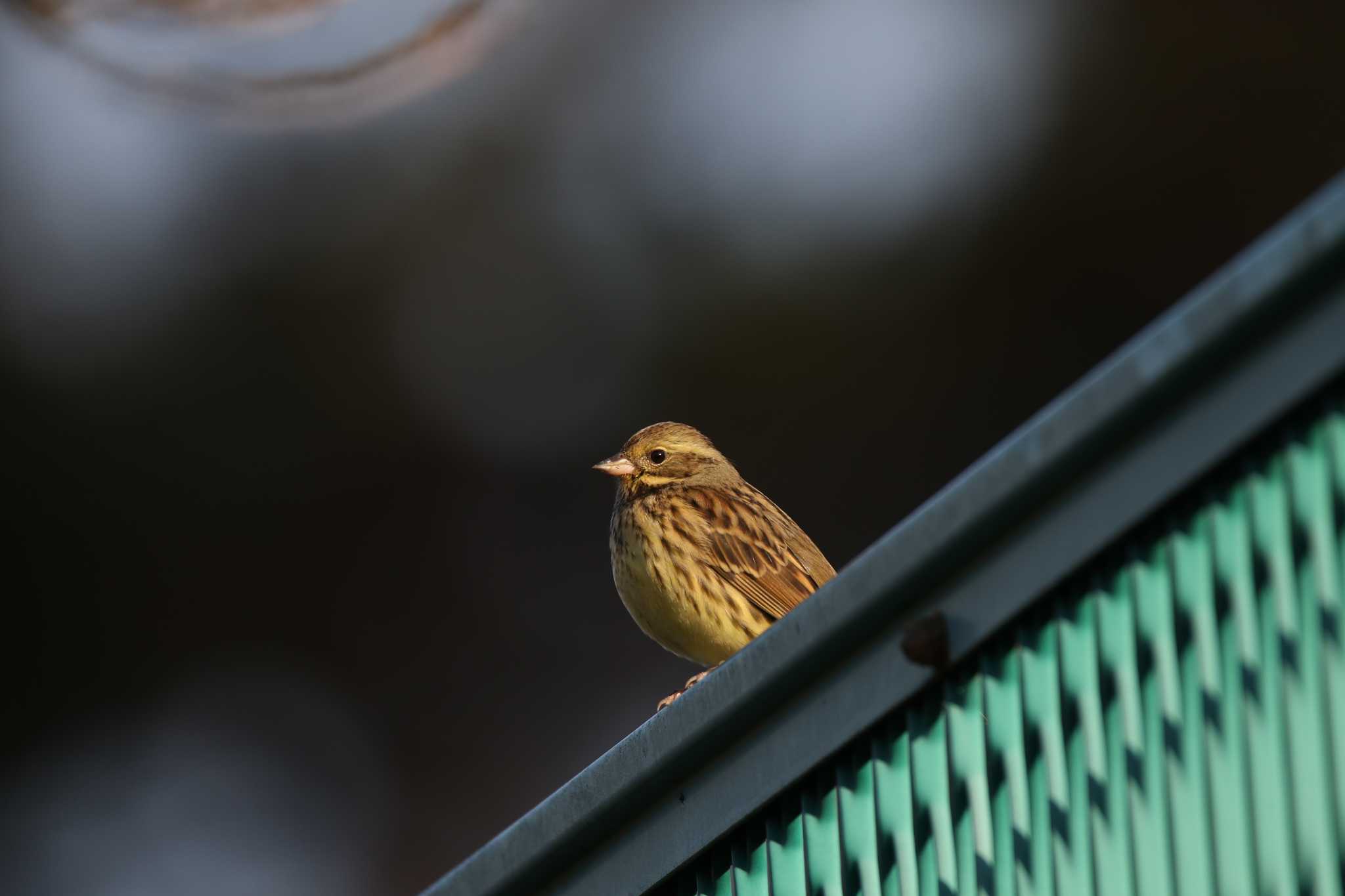 日進市桜いかだの径 アオジの写真 by 鳥オンチ