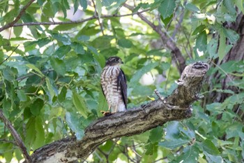 Japanese Sparrowhawk Machida Yakushiike Park Sat, 7/23/2022