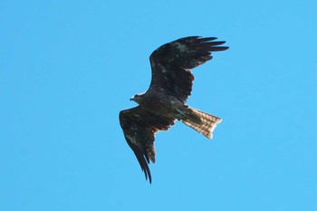 Black Kite 池子の森自然公園 Sat, 7/23/2022