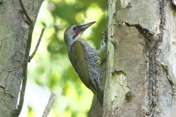 Sat, 7/23/2022 Birding report at 池子の森自然公園