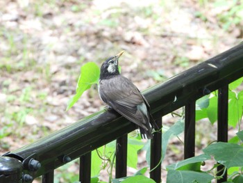 Sat, 7/23/2022 Birding report at Hattori Ryokuchi Park