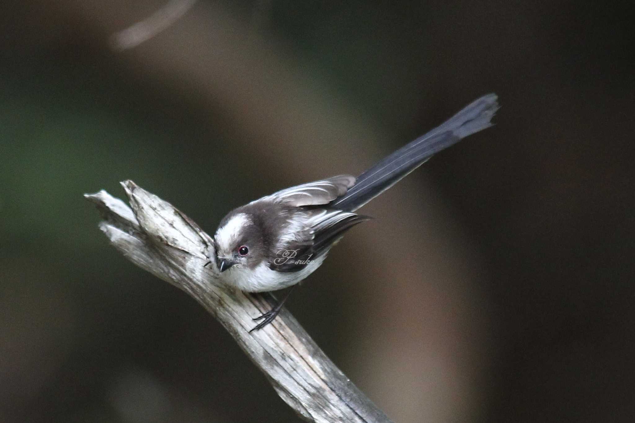 Long-tailed Tit