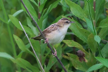 2022年7月23日(土) 明石市の野鳥観察記録