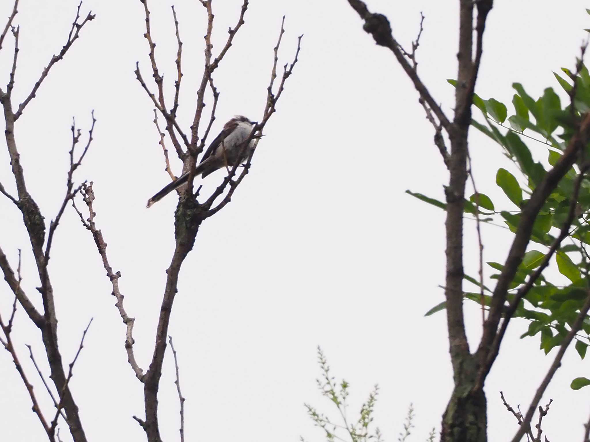 Long-tailed Tit