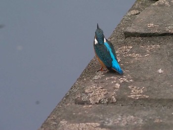 Common Kingfisher 善福寺川緑地 Sat, 7/23/2022