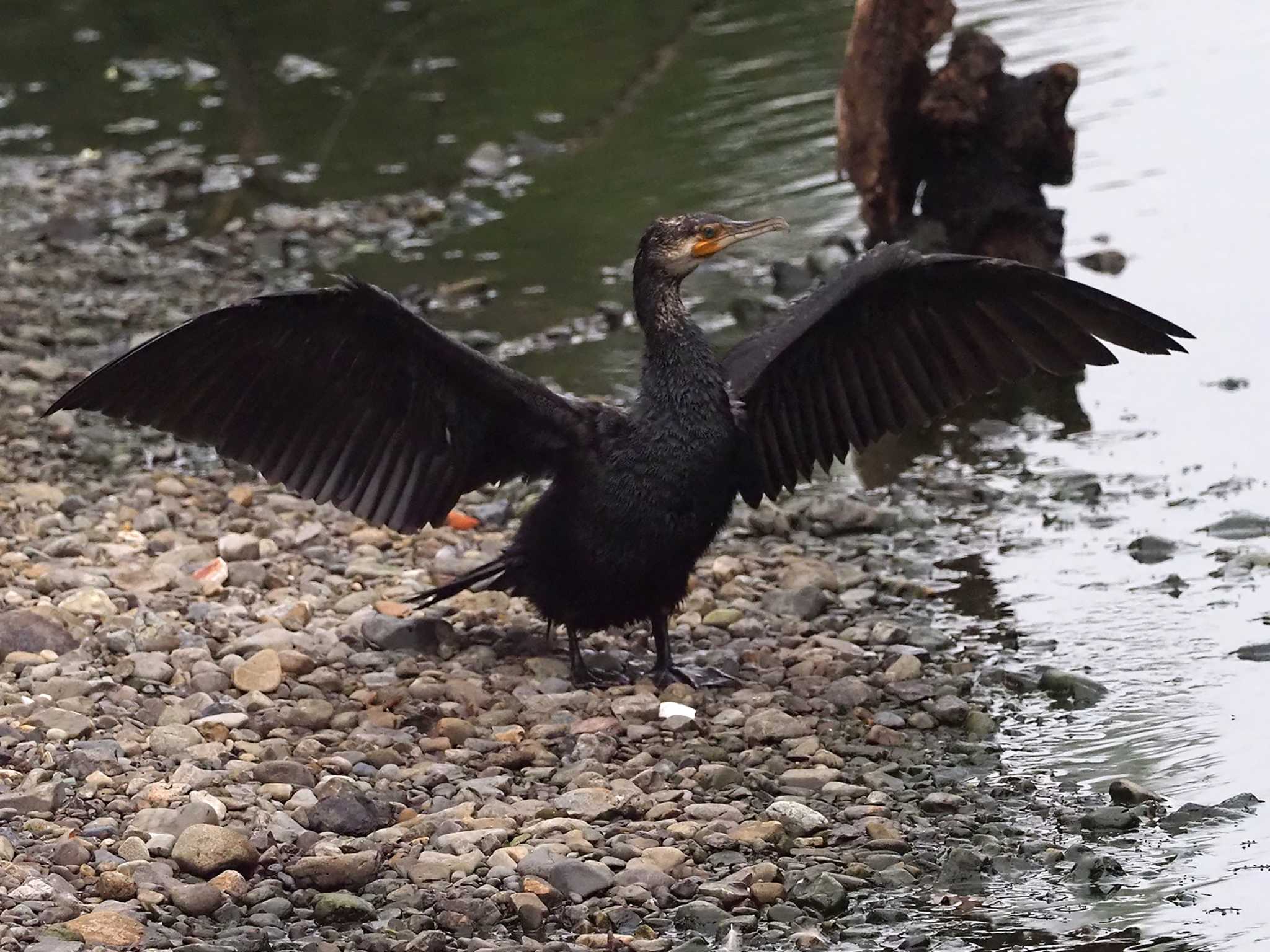 Great Cormorant