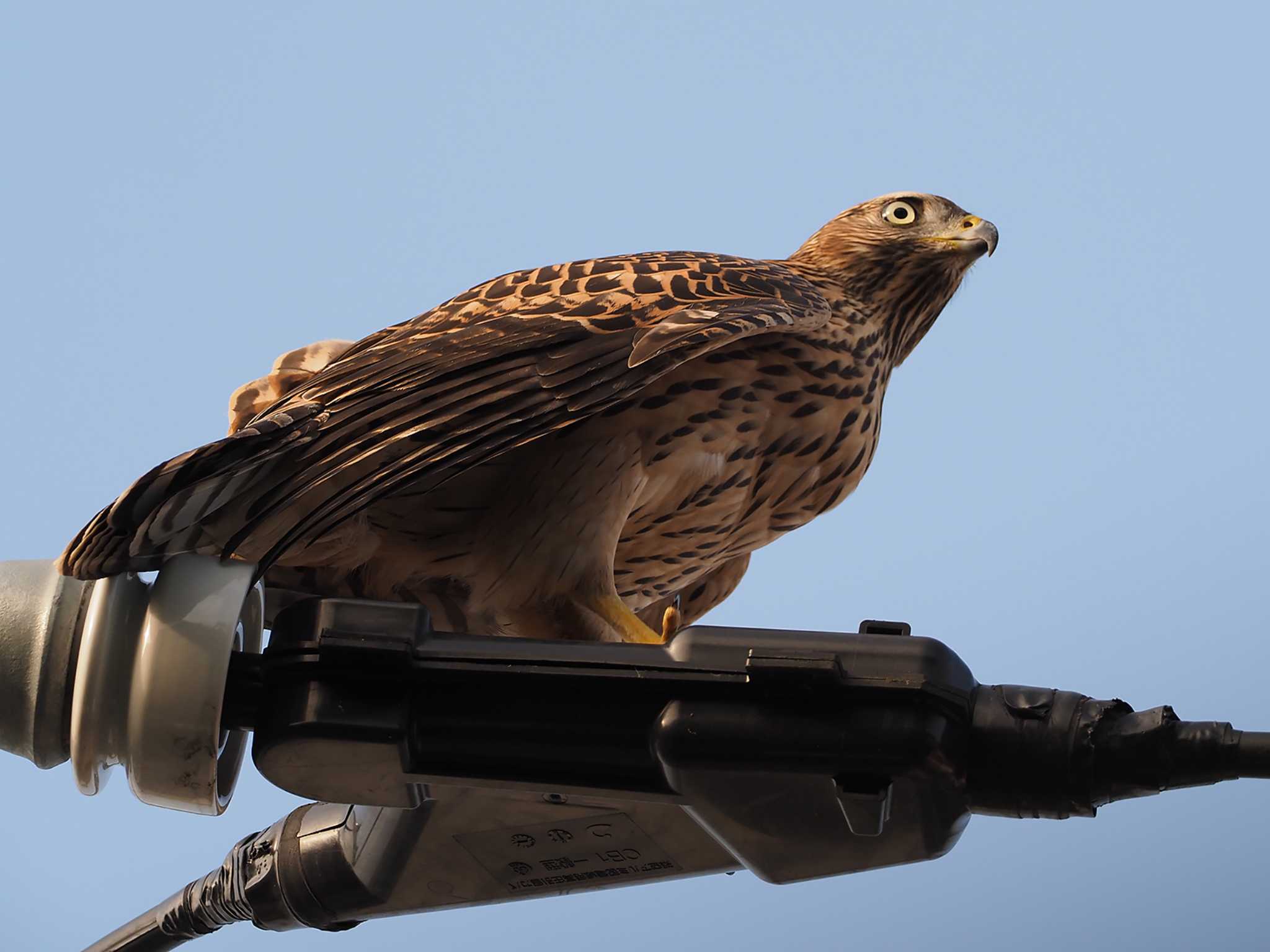 Eurasian Goshawk