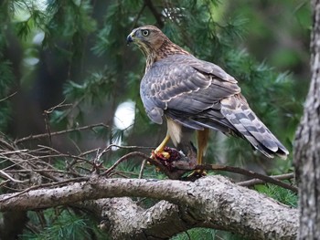 Eurasian Goshawk 善福寺川緑地 Sat, 7/23/2022