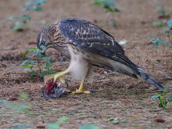 Eurasian Goshawk 善福寺川緑地 Sat, 7/23/2022