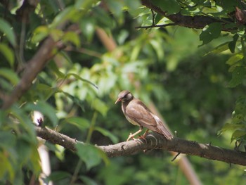 2022年7月21日(木) 葛西臨海公園の野鳥観察記録