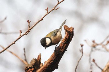 シジュウカラ 三ツ池公園(横浜市鶴見区) 2018年1月18日(木)