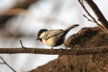 シジュウカラ 三ツ池公園(横浜市鶴見区) 2018年1月18日(木)