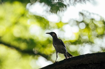 White-cheeked Starling 金井公園 Sat, 7/23/2022