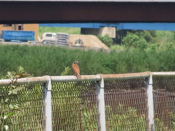 Sat, 7/23/2022 Birding report at 越谷サギコロニー