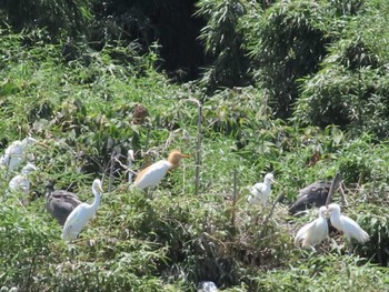 アマサギ 越谷サギコロニー 2022年7月23日(土)