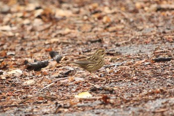 Masked Bunting Mitsuike Park Thu, 1/18/2018