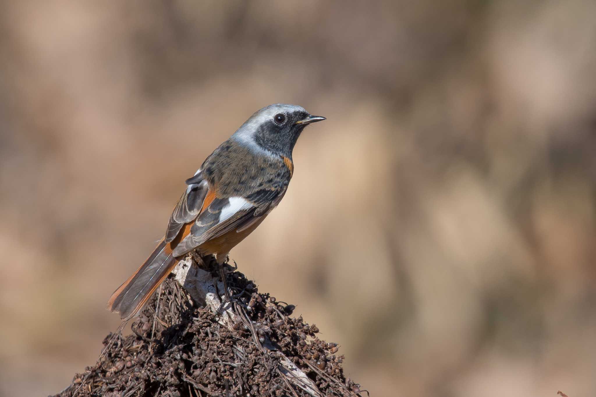 Daurian Redstart