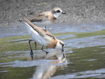 2022年7月23日(土) ふなばし三番瀬海浜公園の野鳥観察記録