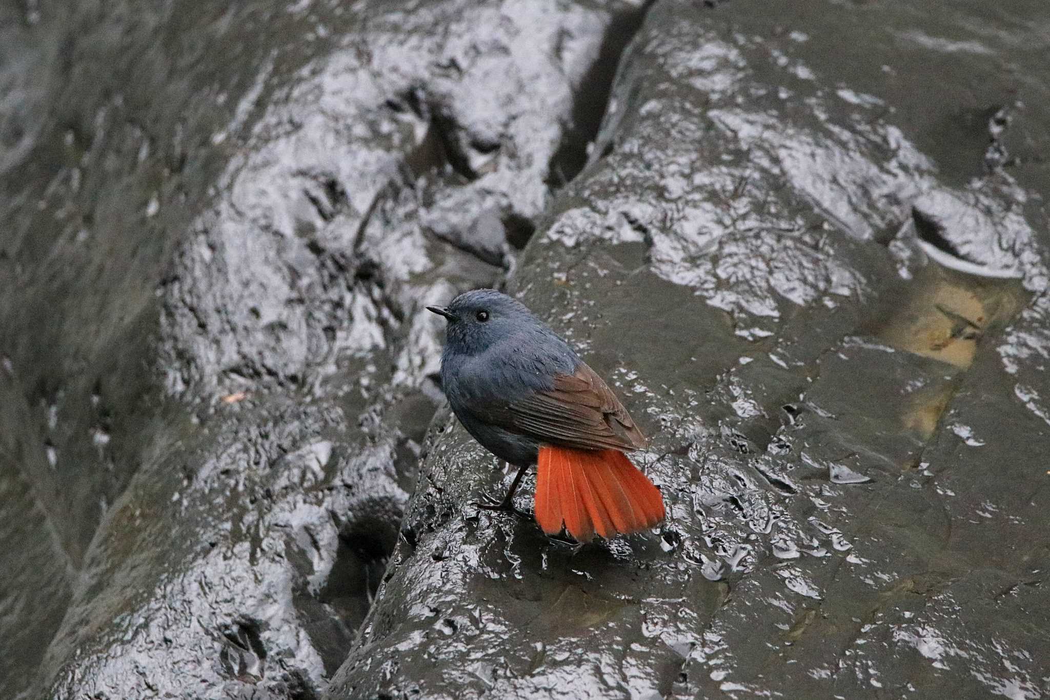 Plumbeous Water Redstart