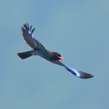 2022年6月21日(火) 天龍村の野鳥観察記録