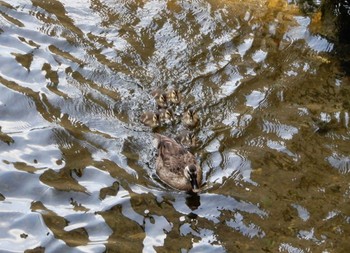 カルガモ 平和の森公園、妙正寺川 2022年7月24日(日)