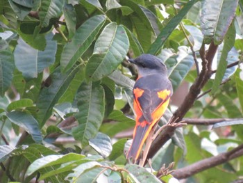Long-tailed Minivet Doi Angkhang View Point Unknown Date