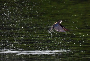 ハリオアマツバメ 場所が不明 2022年7月17日(日)