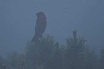 Sun, 7/3/2022 Birding report at 旭岳