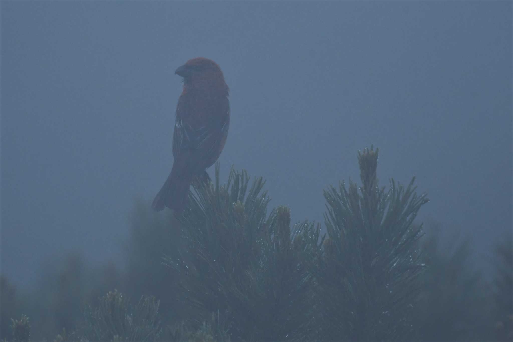 Pine Grosbeak