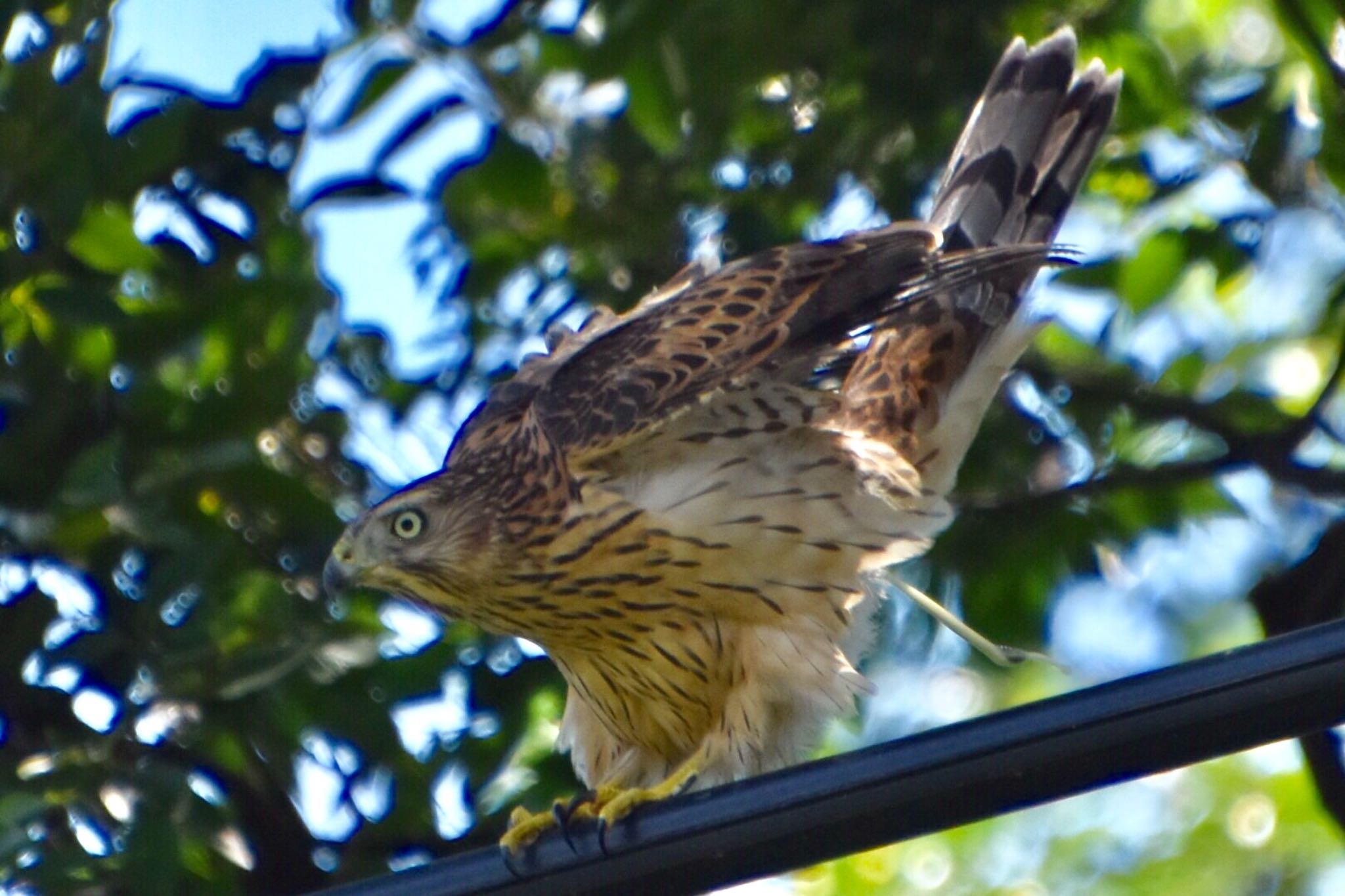 和田堀公園 オオタカの写真 by 遼太