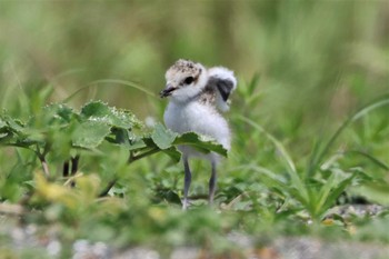 2022年7月24日(日) 葛西臨海公園の野鳥観察記録