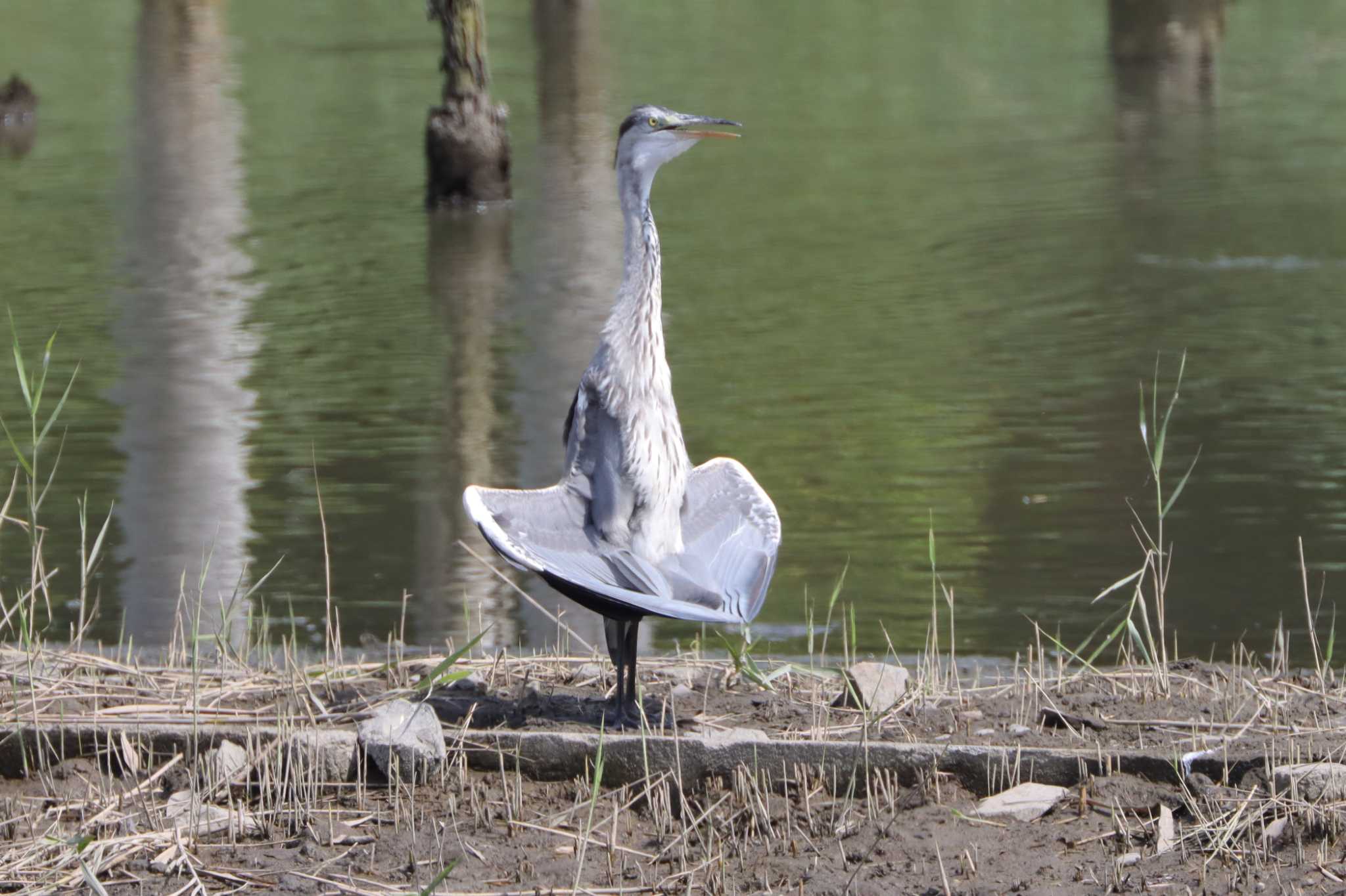 葛西臨海公園 アオサギの写真 by ぼぼぼ