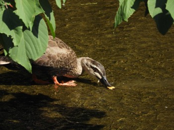 2022年7月24日(日) 山田川の野鳥観察記録