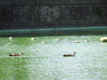 カルガモ 山田川 2022年7月24日(日)