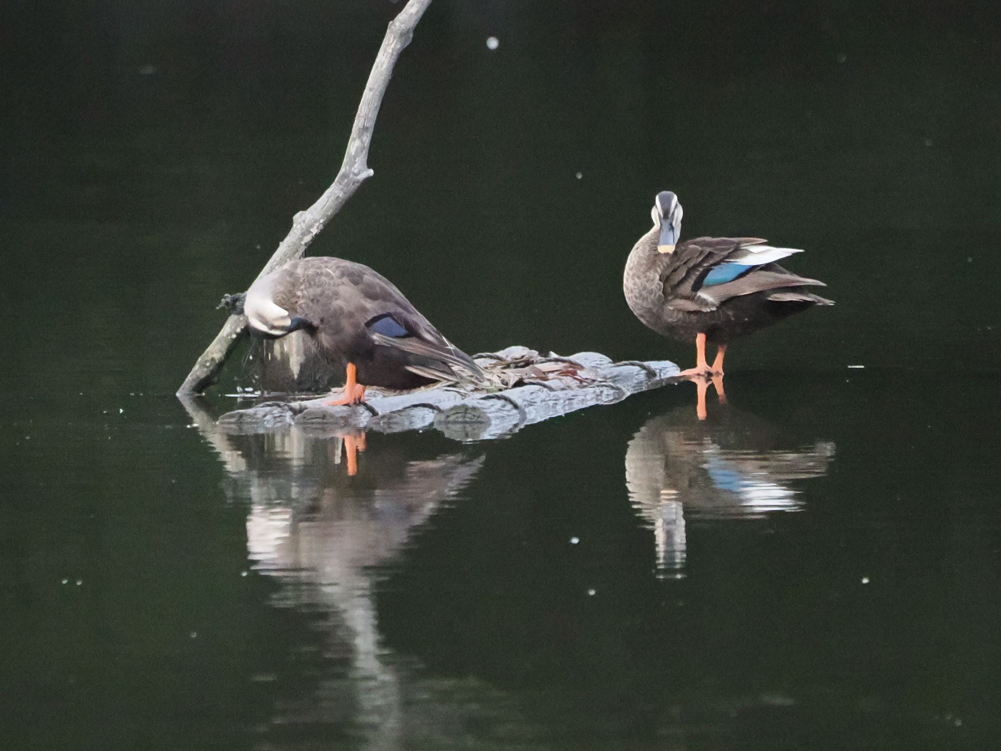 白幡沼(さいたま市) カルガモの写真 by Q-chan