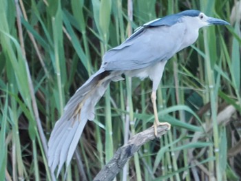 2022年7月23日(土) 白幡沼(さいたま市)の野鳥観察記録