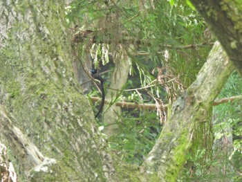 Black Paradise Flycatcher 八王子城跡 Sun, 7/24/2022