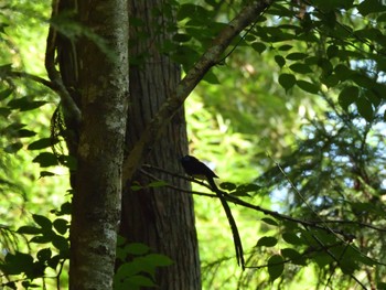 Black Paradise Flycatcher 八王子城跡 Sun, 7/24/2022