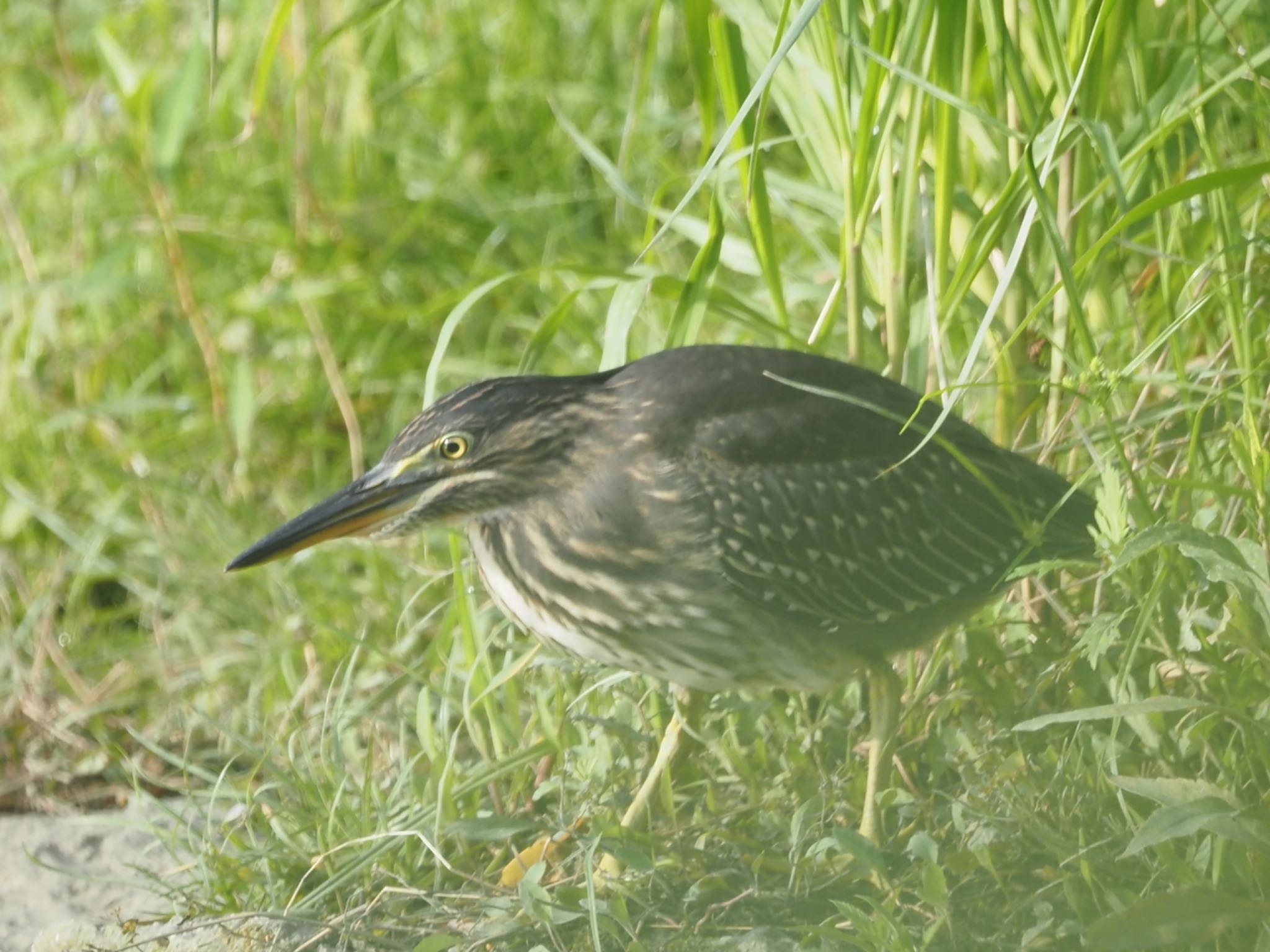 三つ又ふれあい公園 ササゴイの写真 by まさる