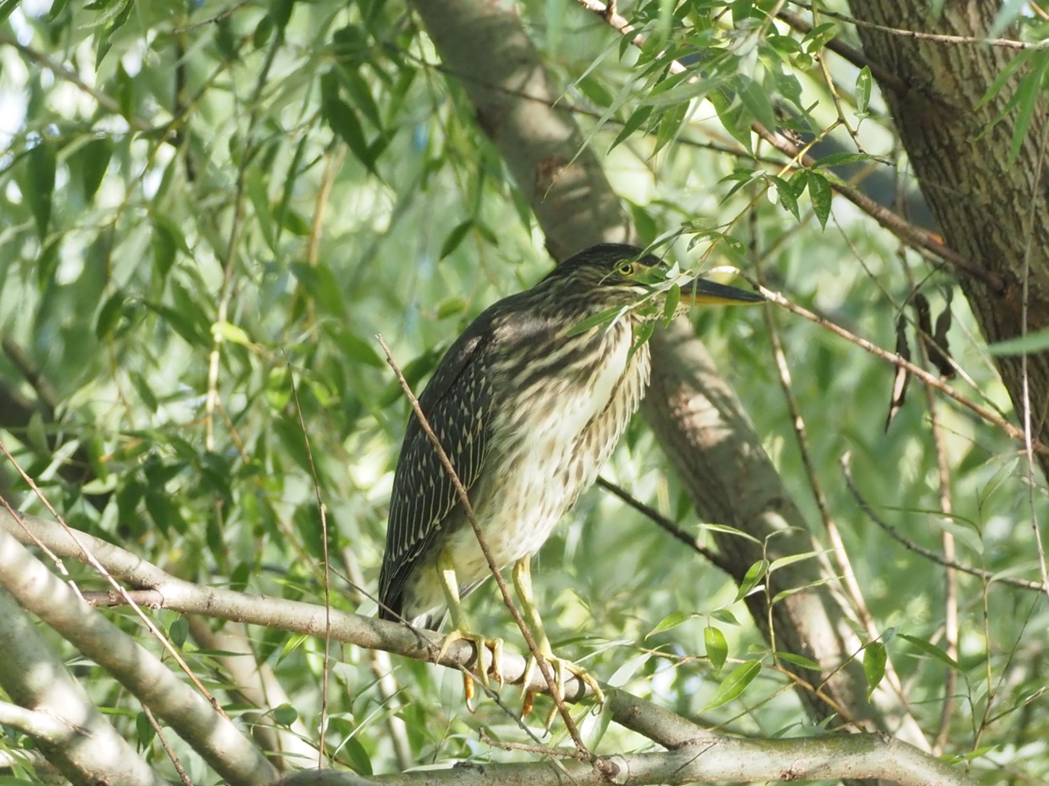 三つ又ふれあい公園 ササゴイの写真 by まさる