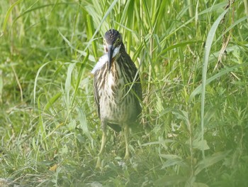 ササゴイ 三つ又ふれあい公園 2022年7月24日(日)