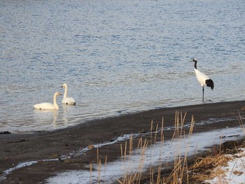 Red-crowned Crane 藻散布沼 Sun, 1/7/2018