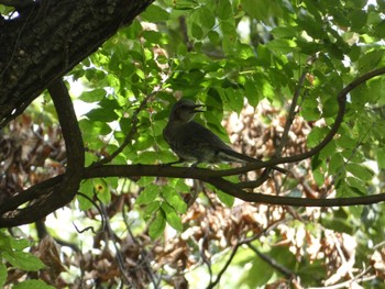 2022年7月24日(日) 東京都立桜ヶ丘公園(聖蹟桜ヶ丘)の野鳥観察記録