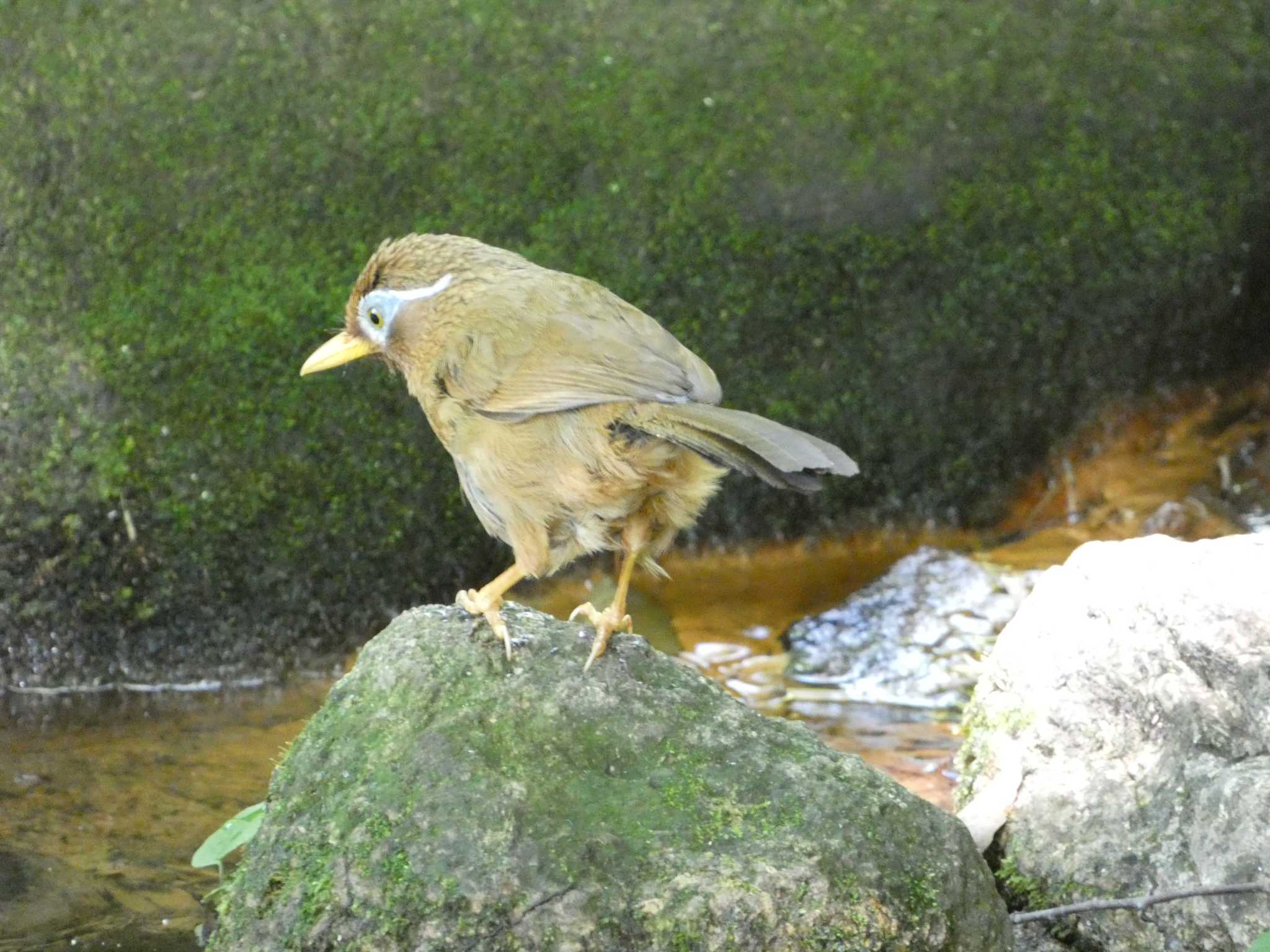 ガビチョウ