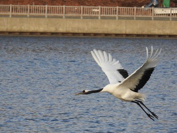 Red-crowned Crane 藻散布沼 Sun, 1/7/2018