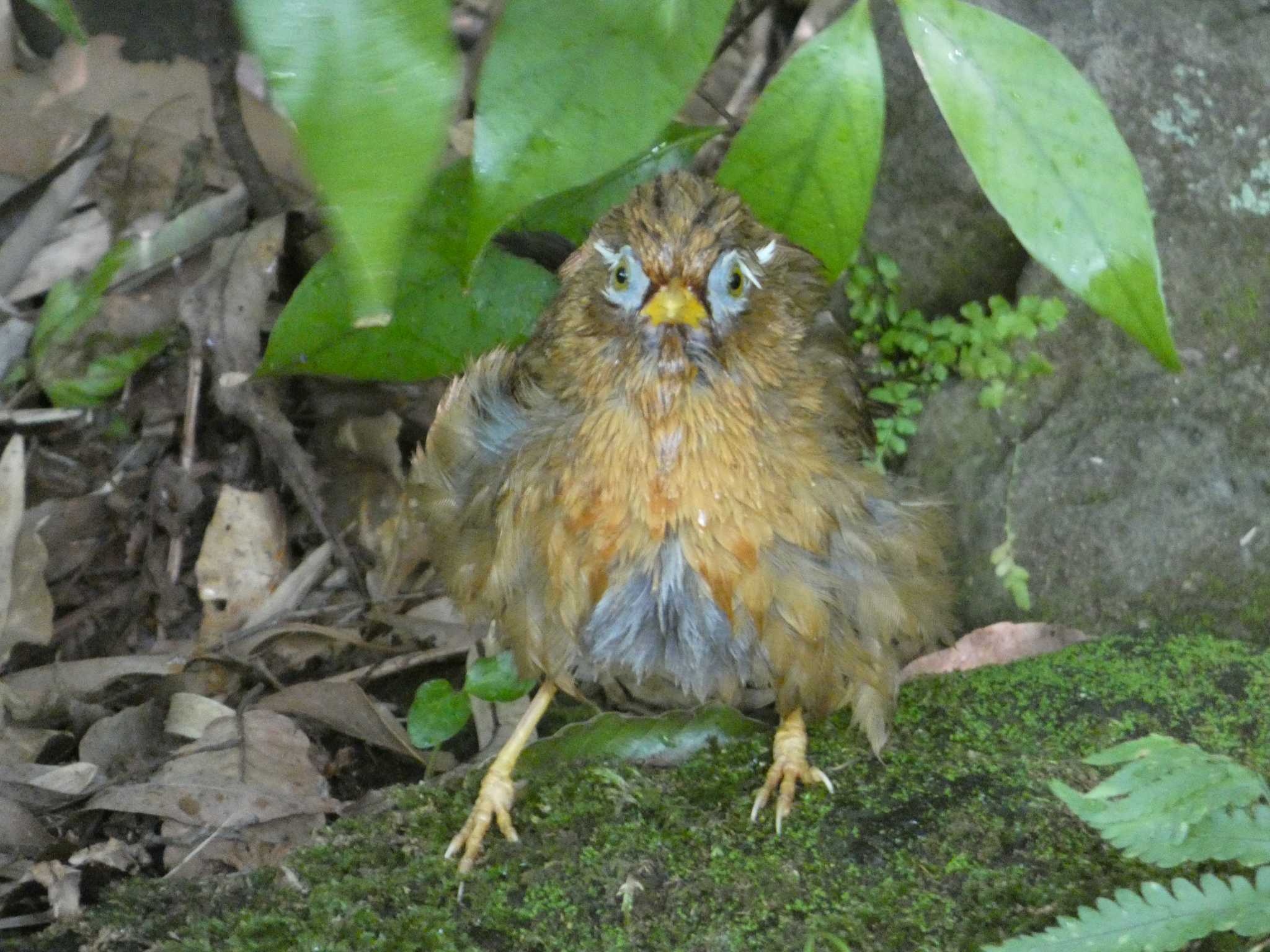 ガビチョウ