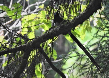 サンコウチョウ 八王子 2022年7月24日(日)